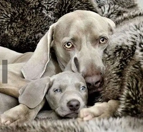 狗狗界有其父必有其子的最佳代表,相似表情动作让大家都萌化了 狗狗界有其父必有其子的最佳代表,相似表情动作让大家都萌化了