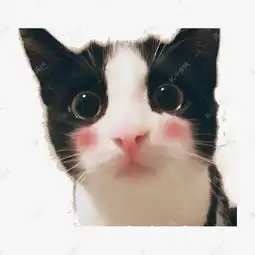 猫咪冲刺表情包脸红