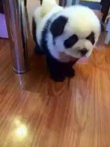 熊猫放屁爱心表情包狗狗