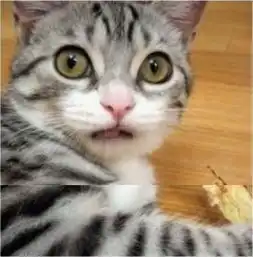  看图片哦,这是哪个品种的猫萌死我了毛好漂亮,表情更可爱