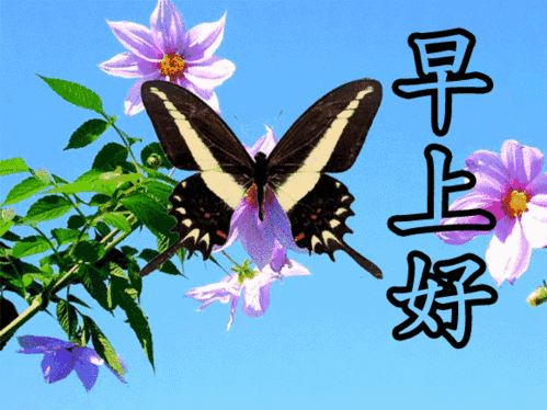  七月二十九日最漂亮早上好图片大全动态表情群里大家早上好的图片祝福语