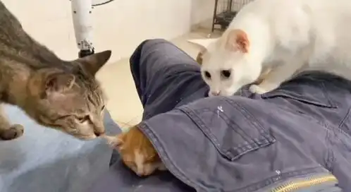  又到了捡猫的季节,最近小奶猫遍地跑,一个比一个好看