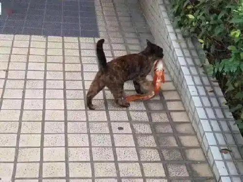  隔着屏幕就被这个小姐姐撩到了