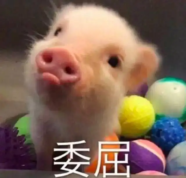  今天一只猪的表情火了,这可能是最悲伤的笑容