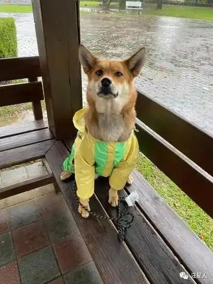  突然下大雨没带雨衣,狗子被主人用塑料袋包住,它的表情好精彩