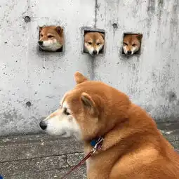  柴犬会见网红三墙头柴,可以说很欠扁了