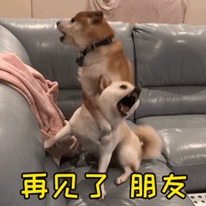  今日快讯这些狗不能再养了,否则就是犯法