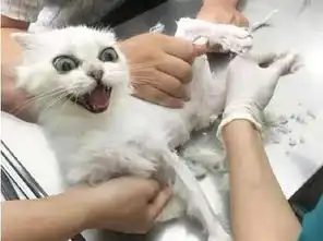  带着金吉拉去宠物店剃毛,猫咪吓成这副表情,猫咪为何这么对我