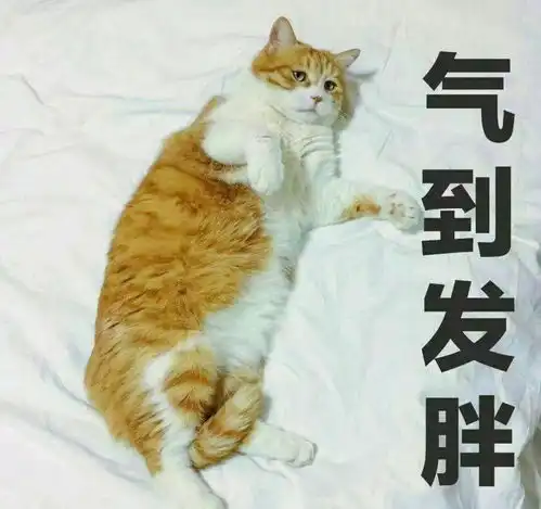 新手养猫,养公猫好还是养母猫好 新手养猫,养公猫好还是养母猫好