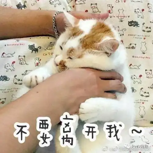  猫狗嗜睡,可能是疾病的征兆宠物频道