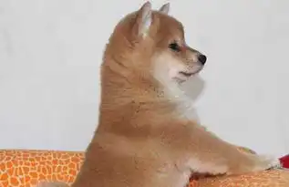  小柴犬拉稀但是精神状态很好