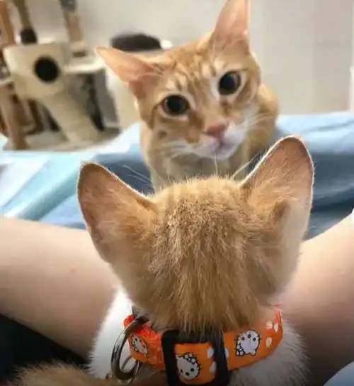  下班路上顺手捡了只猫,带回家以后,原住猫的表情太真实了