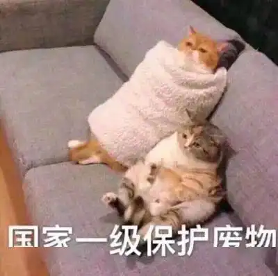  撸秃头猫语翻译...这10个沙雕小程序,又无聊又上瘾