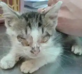  怎么确定猫是否得了猫瘟猫得了猫瘟能治好吗