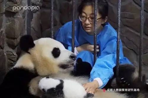  表情吼啥子嘛吼不好啦熊猫开口说人话啦还和饲养员吵架啦表情