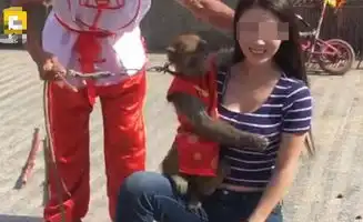  女子街头与猴合影被大师兄扯衣袭胸表情好尴尬