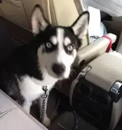  哈士奇绝育前后的表现,简直判若两狗,最后这表情直接喷饭了...