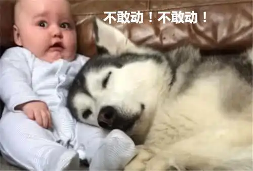  哈士奇整天黏着孩子,看到孩子的表情后你经历了什么