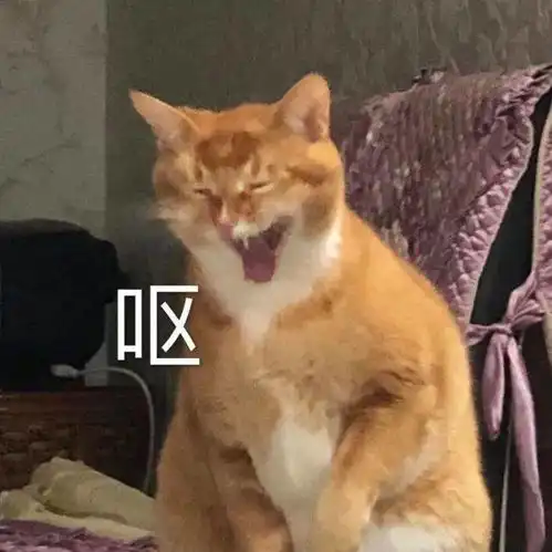  网红猫咪沙雕猫咪敦敦表情包四