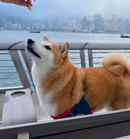  知名废柴表情包柴犬balltze离世