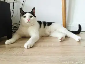 猫咪冲刺表情包养猫人