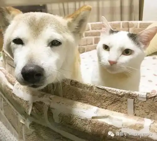  偷偷亲吻狗狗伙伴,高冷喵星人也有暖心一面