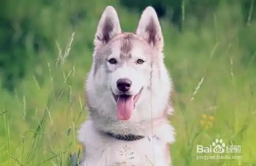  有宝宝之后还可以继续养宠物狗吗