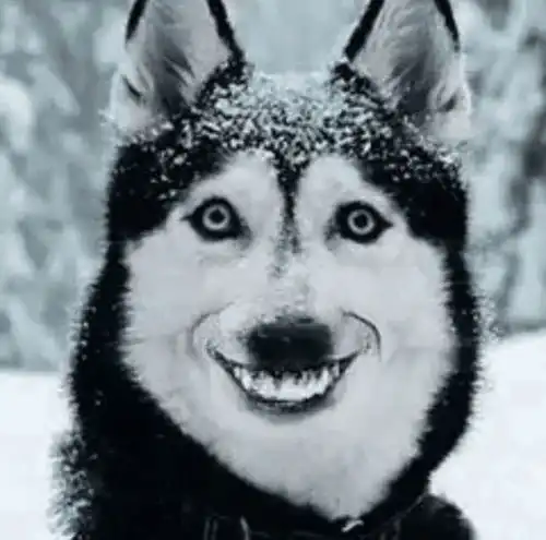  有没有一些非常沙雕的句子