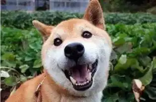  这些表情包里的狗狗都已经死去,可它把快乐留给了我们