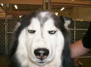  出新犬种了哈士狼萨摩狐,绝对只有在电视里能看到