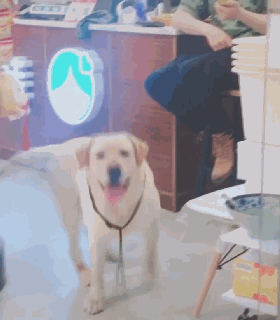 特别会生气的表情包拉布