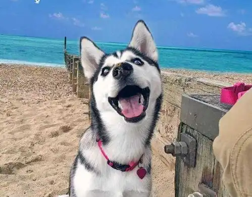  生活过得滋润的狗狗,都有这几个特征