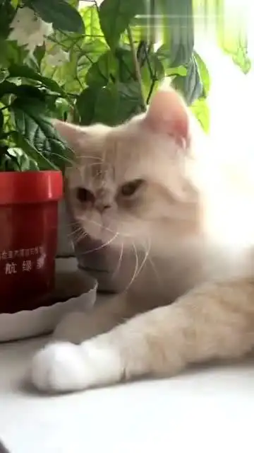 抖音表情包配音喵喵