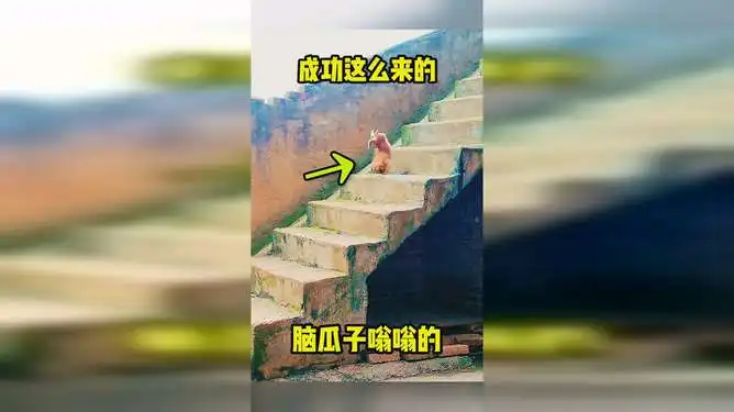  脑袋瓜子嗡嗡的吧