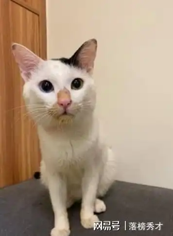  网友说她家猫的头很小,能有多小呢我进去一看啊