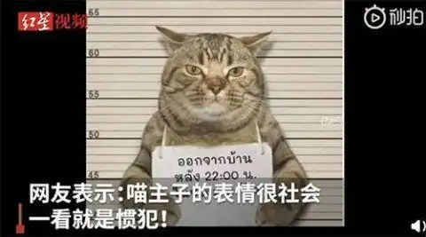  泰国猫咪因违反外出禁令被逮捕举牌拍罪犯照