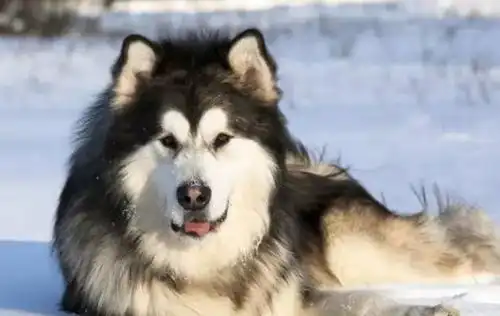  饭量最大的四种狗狗,二哈垫底,金毛第二,第一狗如其名哈士奇