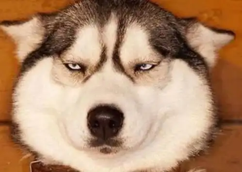  买了柠檬和鸡腿,让二哈与金毛选择,没让主人失望