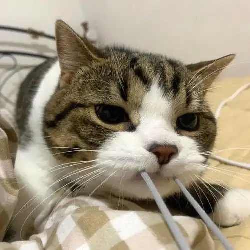  叠个衣服而已,小猫咪还非要用牙齿来拔河,这小表情好可爱呀