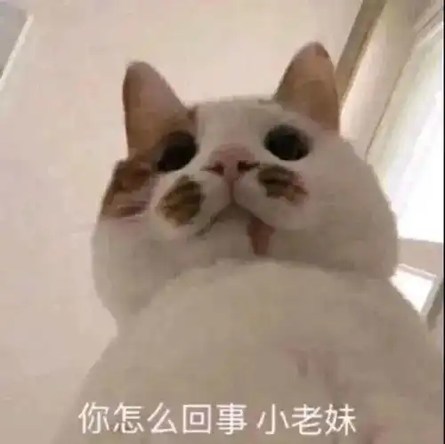  日常斗图表情包i你猜我想说什么