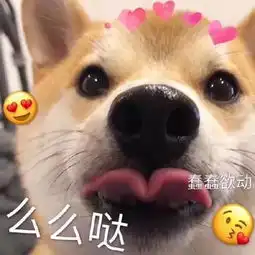  柴犬表情包合集