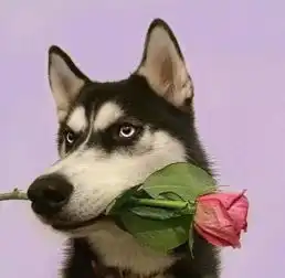  跟着版本走云顶之弈版本更新内容和强势阵容