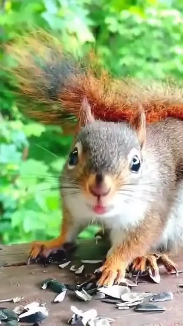  嗑瓜子的松鼠,这个表情真是太萌了