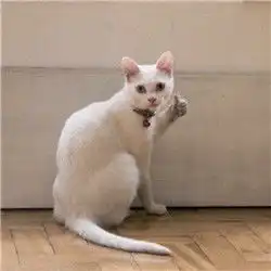  猫竖大拇指表情包图片2018无水印我们一起学猫叫一起喵喵喵