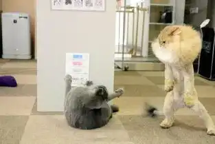 两只流浪猫在餐厅门口打架,旁边坐着的客人吓得脸上表情扭曲 两只流浪猫在餐厅门口打架,旁边坐着的客人吓得脸上表情扭曲