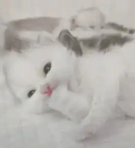  表情外形最奇特的五种猫,认识前4种正常,认识最后一个,我叫你猫神...表情