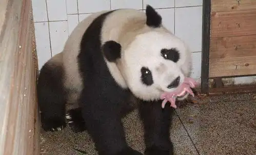  大熊猫第一次见到宝宝,初为熊母茫然无措,下一秒憋住别笑