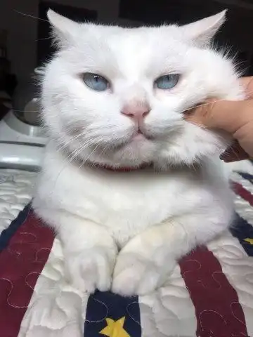 铲屎官捏猫咪的脸捏到被猫嫌弃,猫咪嘴上不说表情却很明显 铲屎官捏猫咪的脸捏到被猫嫌弃,猫咪嘴上不说表情却很明显