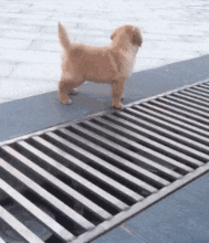  搞笑gif动态图自从给女票买了礼物,我就只能睡沙发了