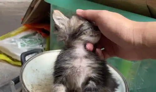 失去至亲的小奶猫,幸运遇上一群好心人,被领养后猫咪成干饭达人